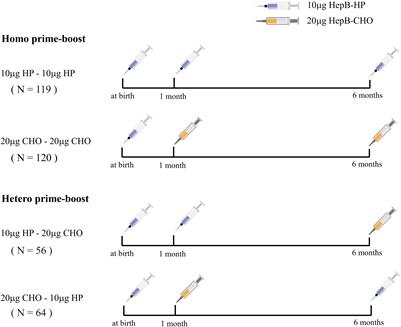 Comparison of the effectiveness four years after Homo/Hetero prime-boost with 10 μg HP and 20 μg CHO recombinant hepatitis B vaccine at 1 and 6 months in maternal HBsAg-negative children